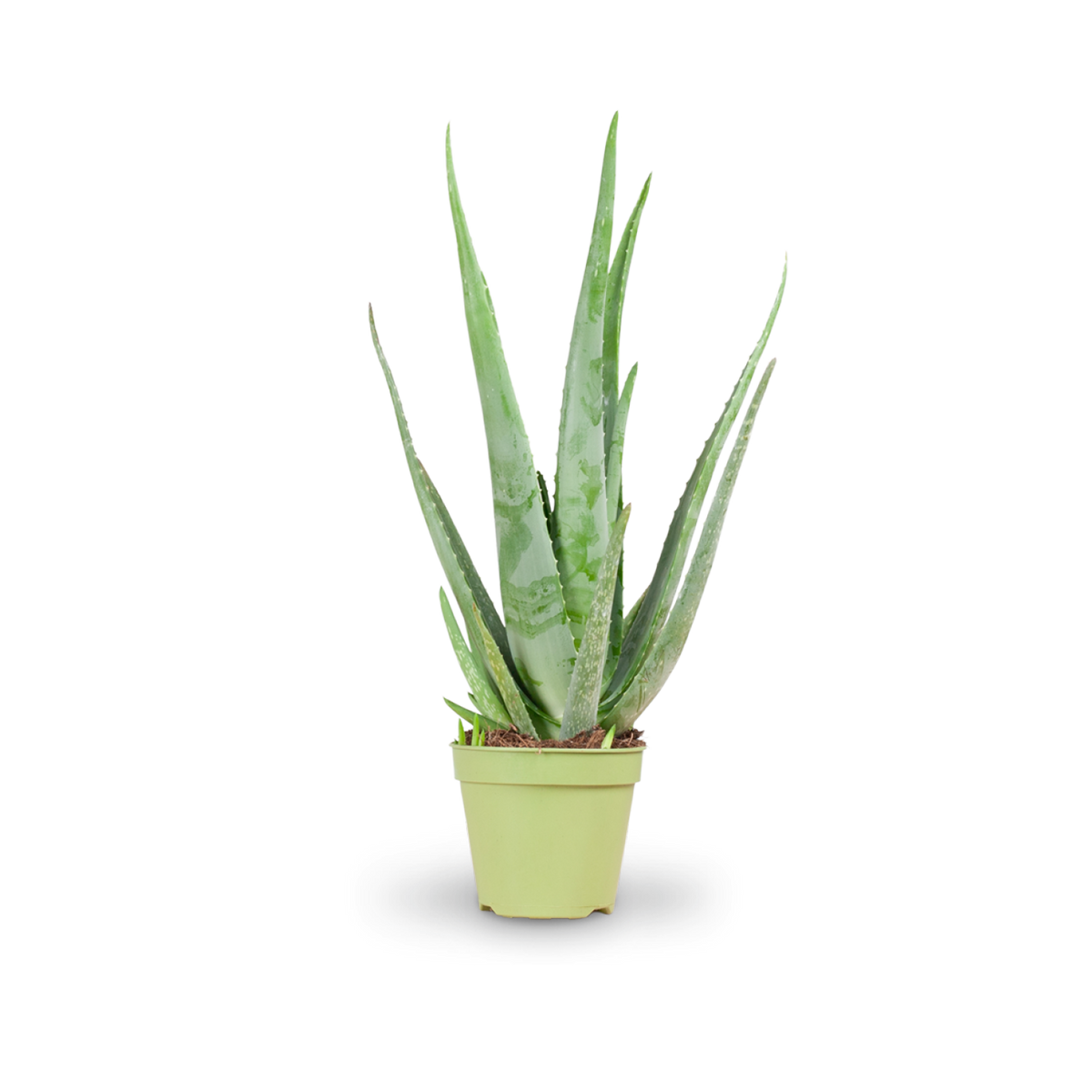 Größe der Aloe vera als Zimmerpflanze