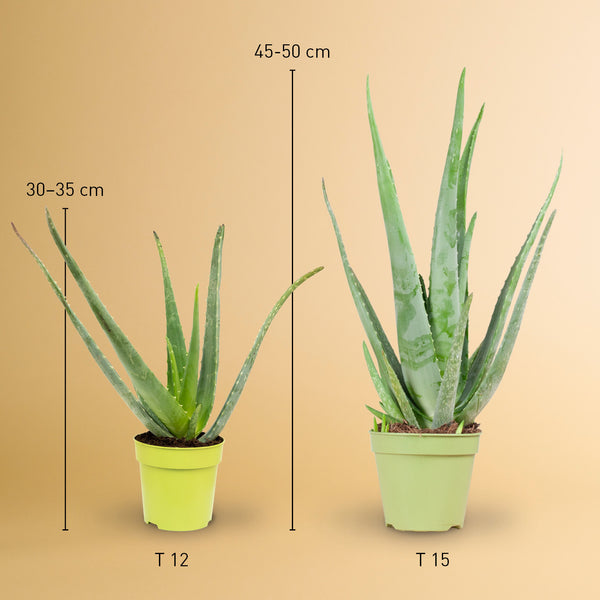 Größe der Aloe vera als Zimmerpflanze
