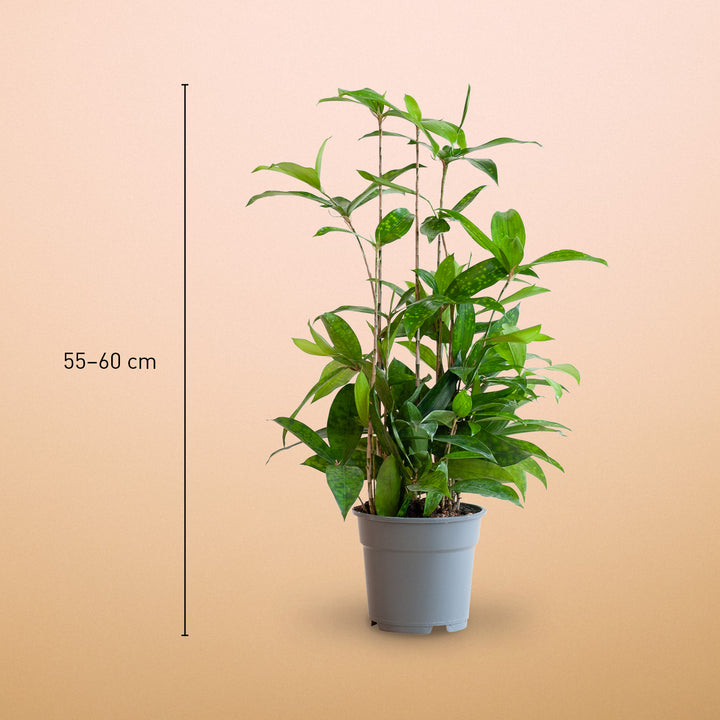 Größe des Bambus-Drachenbaum ‘Gold Dust’ als Zimmerpflanze