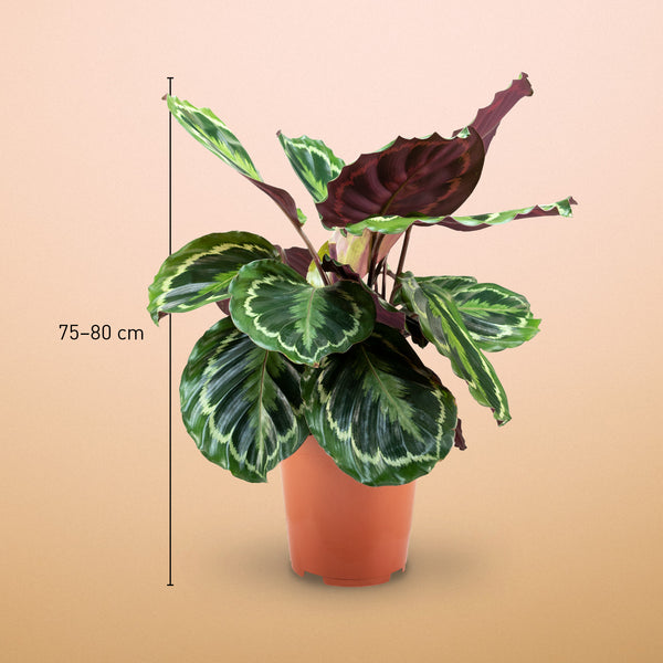 Größe der Calathea 'Medaillon' als Zimmerpflanze