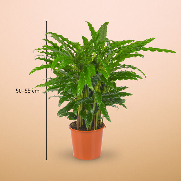 Größe der Calathea rufibarba als Zimmerpflanze