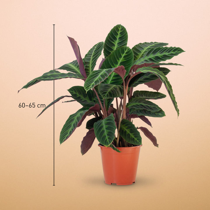 Größe der Calathea warscewiczii als Zimmerpflanze