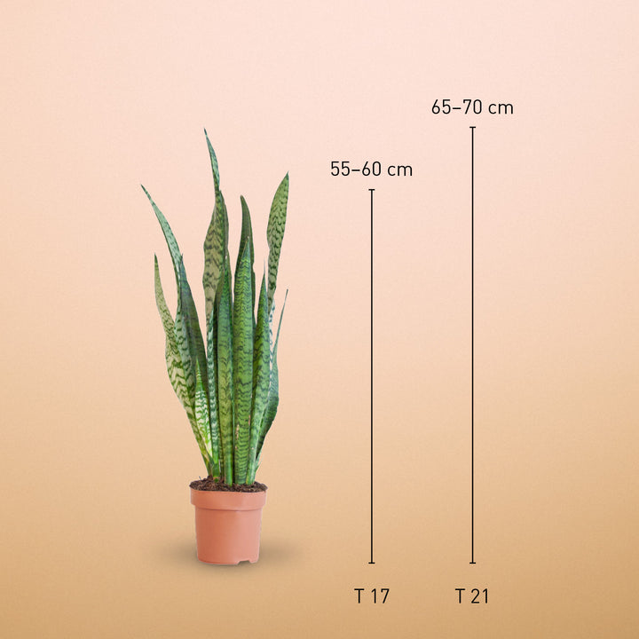 Größe des Ceylon-Bogenhanf als Zimmerpflanze