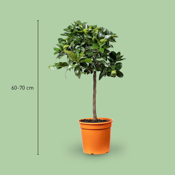Größe der Citrus sinensis 'Moro'