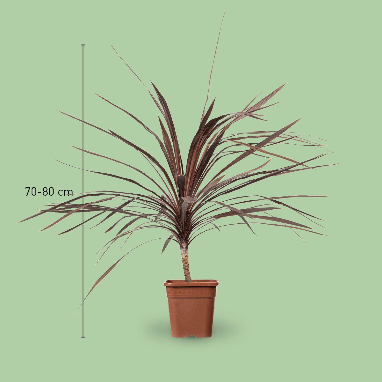 Größe einer Cordyline australis 'Red Star'