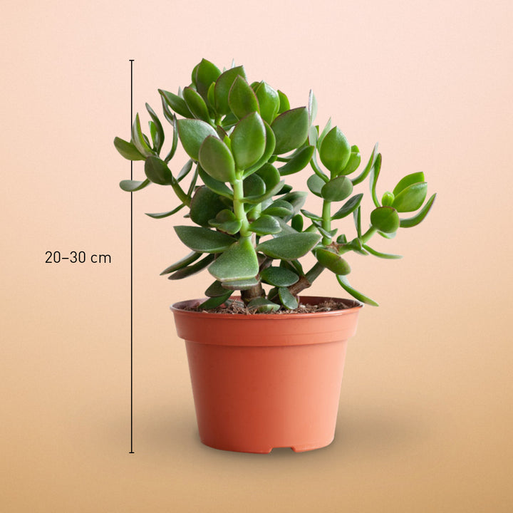 Größe des Crassula 'Hulk' als Zimmerpflanze
