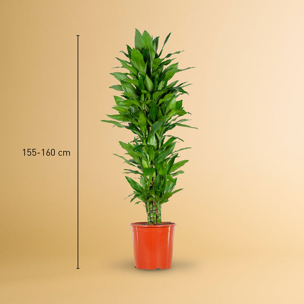 Größe des Drachenbaum 'Janet Lind' XXL als Zimmerpflanze