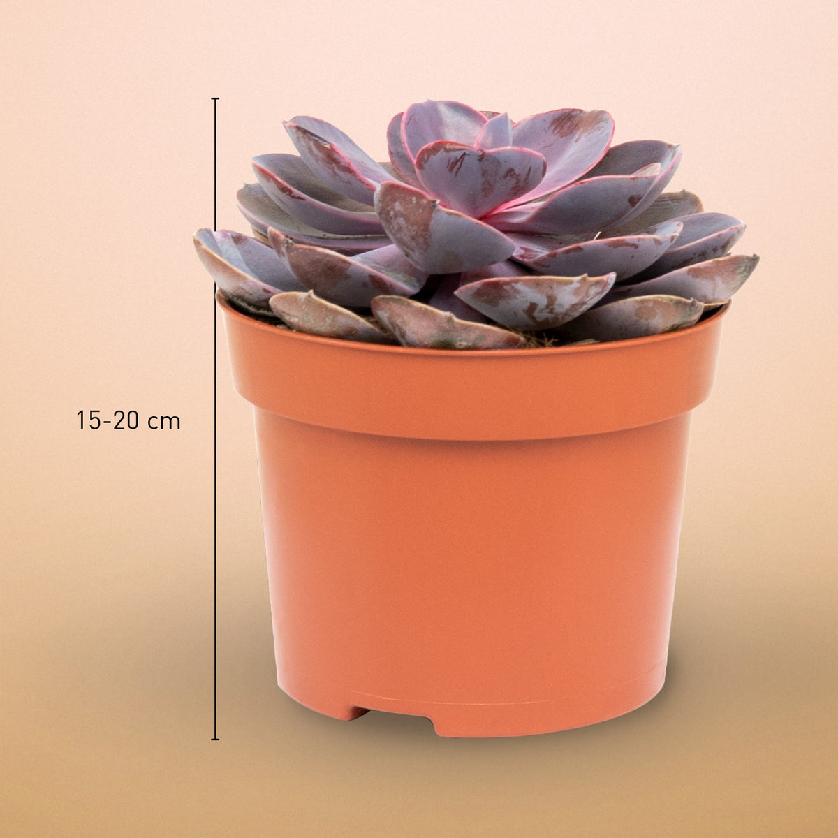 Größe der Echeveria 'Purple Pearl' als Zimmerpflanze