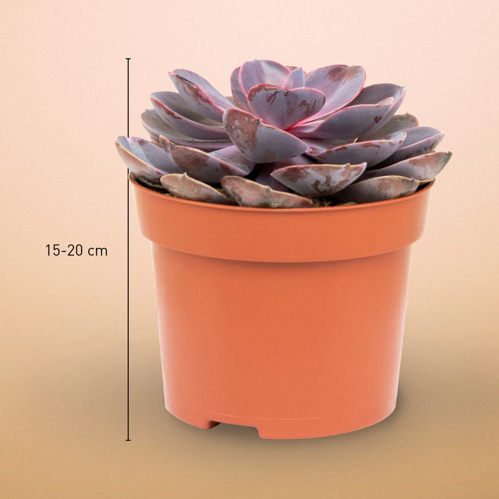 Größe der Echeveria 'Purple Pearl' als Zimmerpflanze