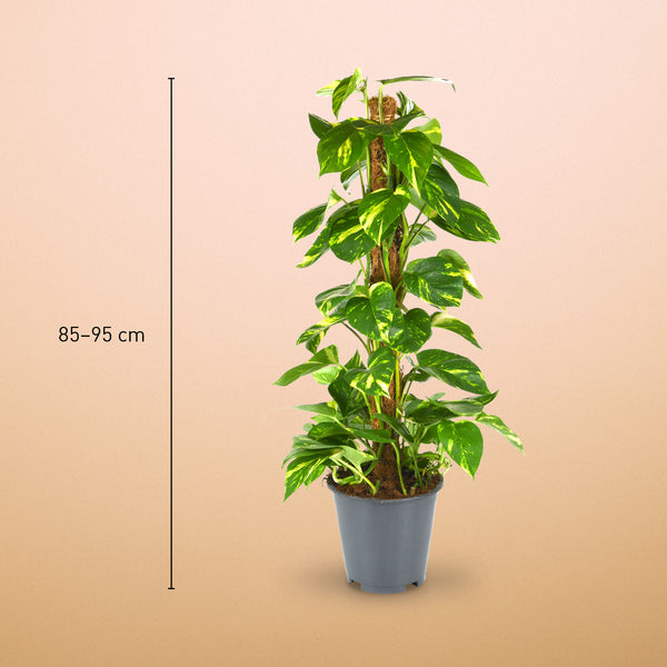 Größe der Efeutute am Moosstab als Zimmerpflanze