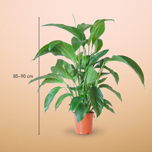 Größe des Einblatts 'Sweet Lauretta' als Zimmerpflanze
