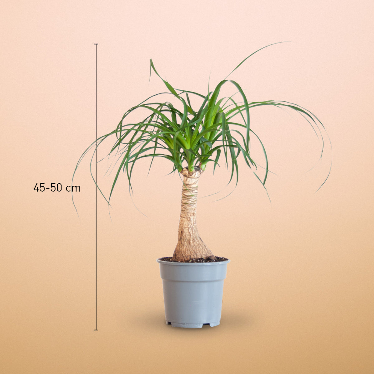 Elefantenfuß (Beaucarnea recurvata) kaufen