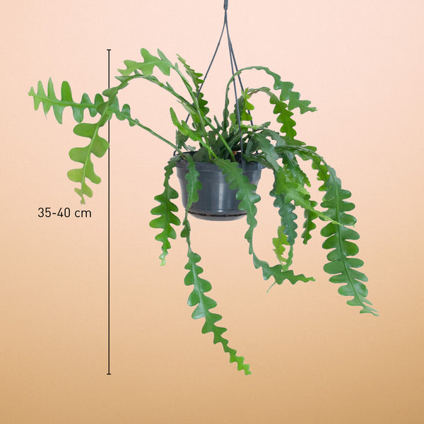 Größe des Epiphyllum anguliger als Zimmerpflanze