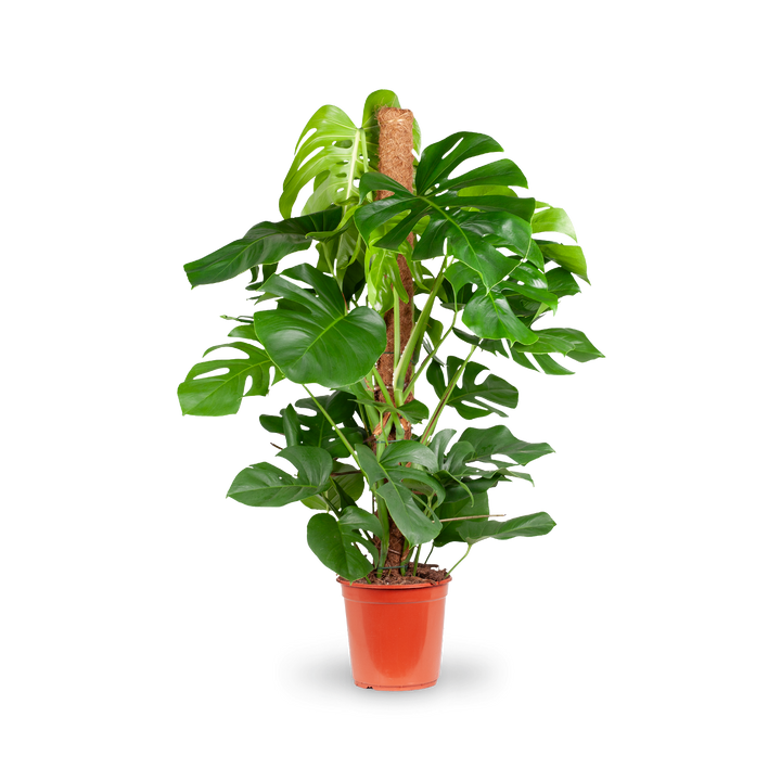 fensterblatt monstera deliciosa bunt Fensterblatt (Monstera deliciosa) kaufen