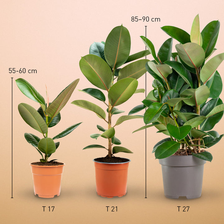 Größe des Ficus elastica 'Robusta' als Zimmerpflanze