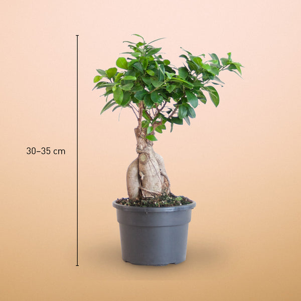 Größe des Ficus 'Ginseng' Bonsai als Zimmerpflanze
