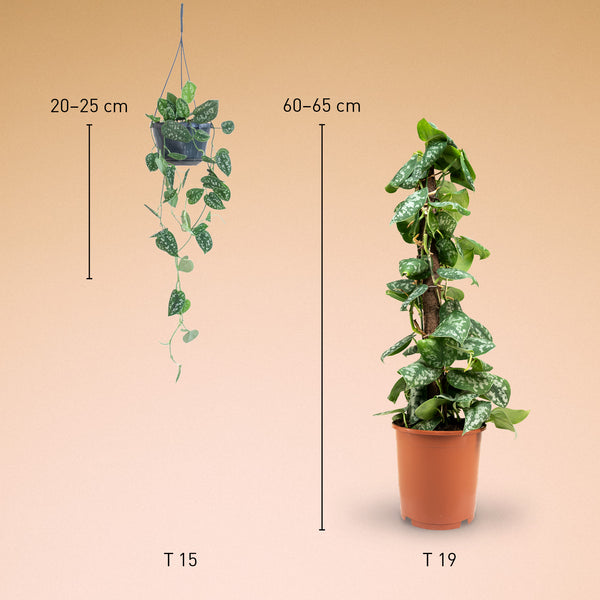 Größe der Gefleckten Efeutute ‘Argyraeus’ als Zimmerpflanze