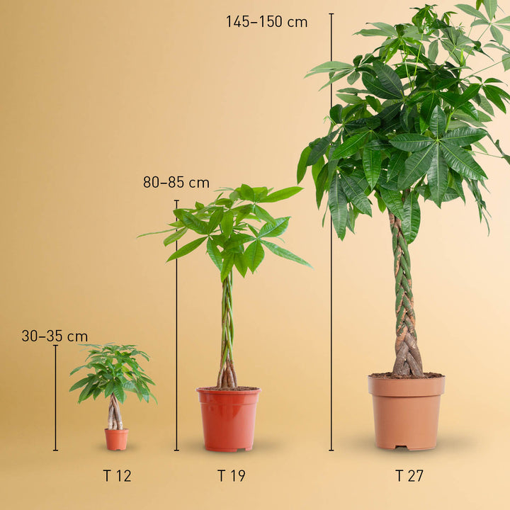 Größe der Glückskastanie als Zimmerpflanze