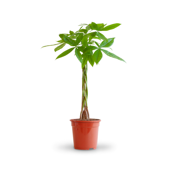Glückskastanie (Pachira aquatica) kaufen