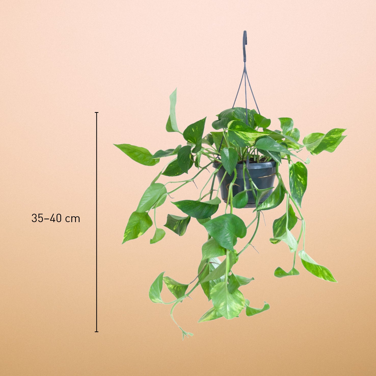 Goldene Efeutute (Epipremnum aureum) kaufen