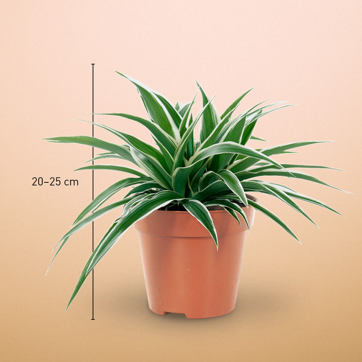 Größe der Grünlilie als Zimmerpflanze