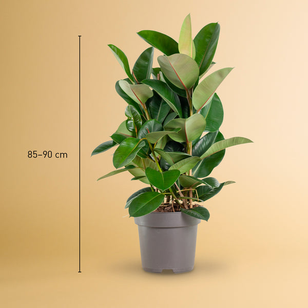 Größe des Gummibaum 'Robusta' XXL als Zimmerpflanze