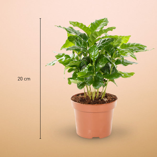 Größe der Kaffeepflanze als Zimmerpflanze