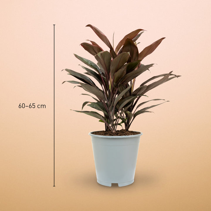 Größe der Keulenlilie 'Tango' als Zimmerpflanze