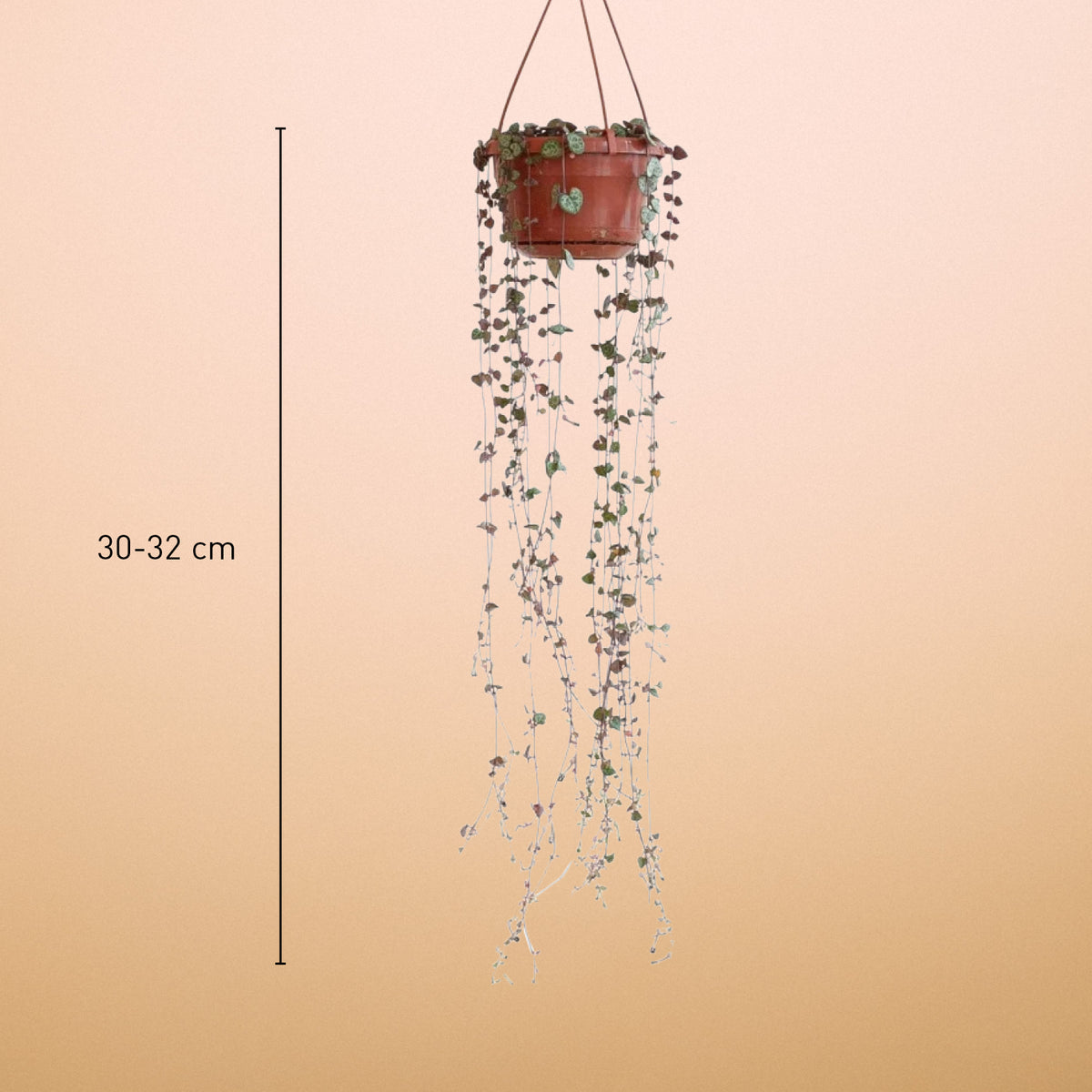 Größe der Leuchterblume 'String of Hearts' als Zimmerpflanze