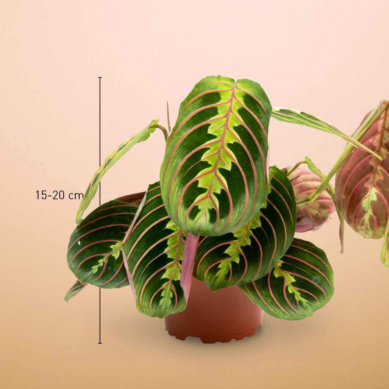 Maranta Fascinator - Pianta Della Preghiera Da Interno - Foglie Verdi E Rosse 12cm H20cm 98410550