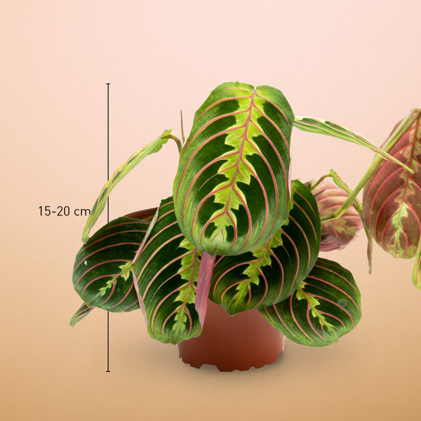 Größe der Maranta leuconeura 'Fascinator Tricolor' als Zimmerpflanze