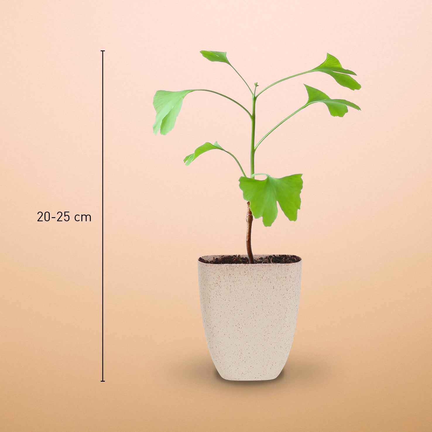 Größe des Mini-Ginkgos