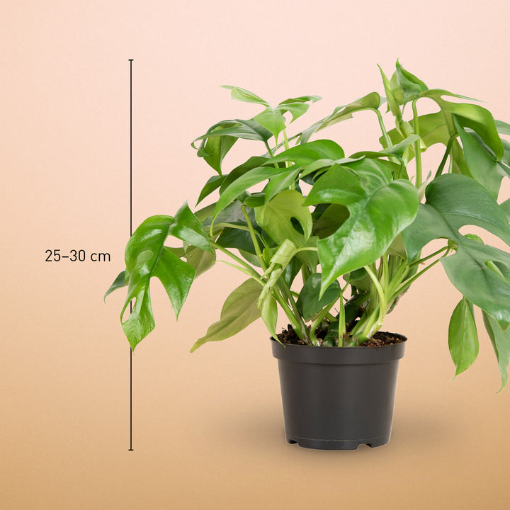 Größe der Monstera minima als Zimmerpflanze
