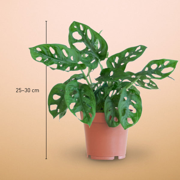 Größe der Monstera Monkey Leaf als Zimmerpflanze