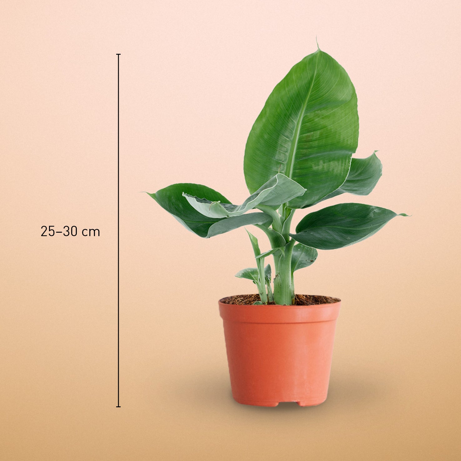 Zierbanane (Musa tropicana) kaufen
