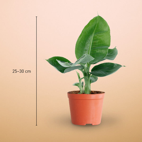 Größe der Musa tropicana als Zimmerpflanze