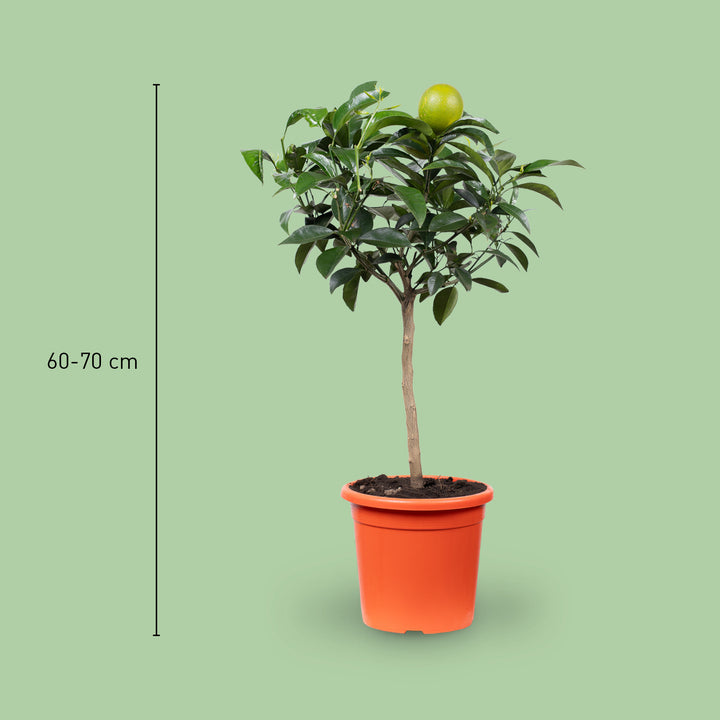 Größe des Orangebaums 'Navelina'