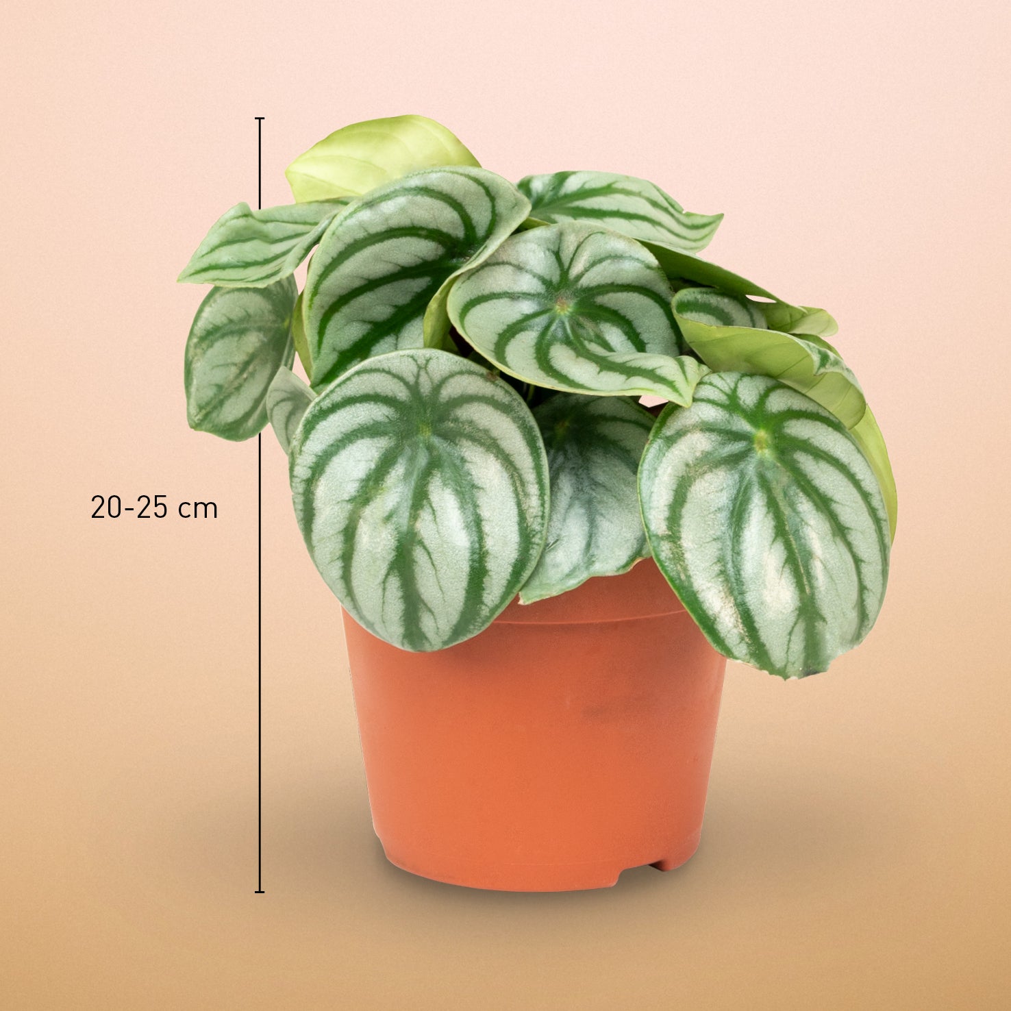 Peperomia argyreia 'Watermelon' kaufen