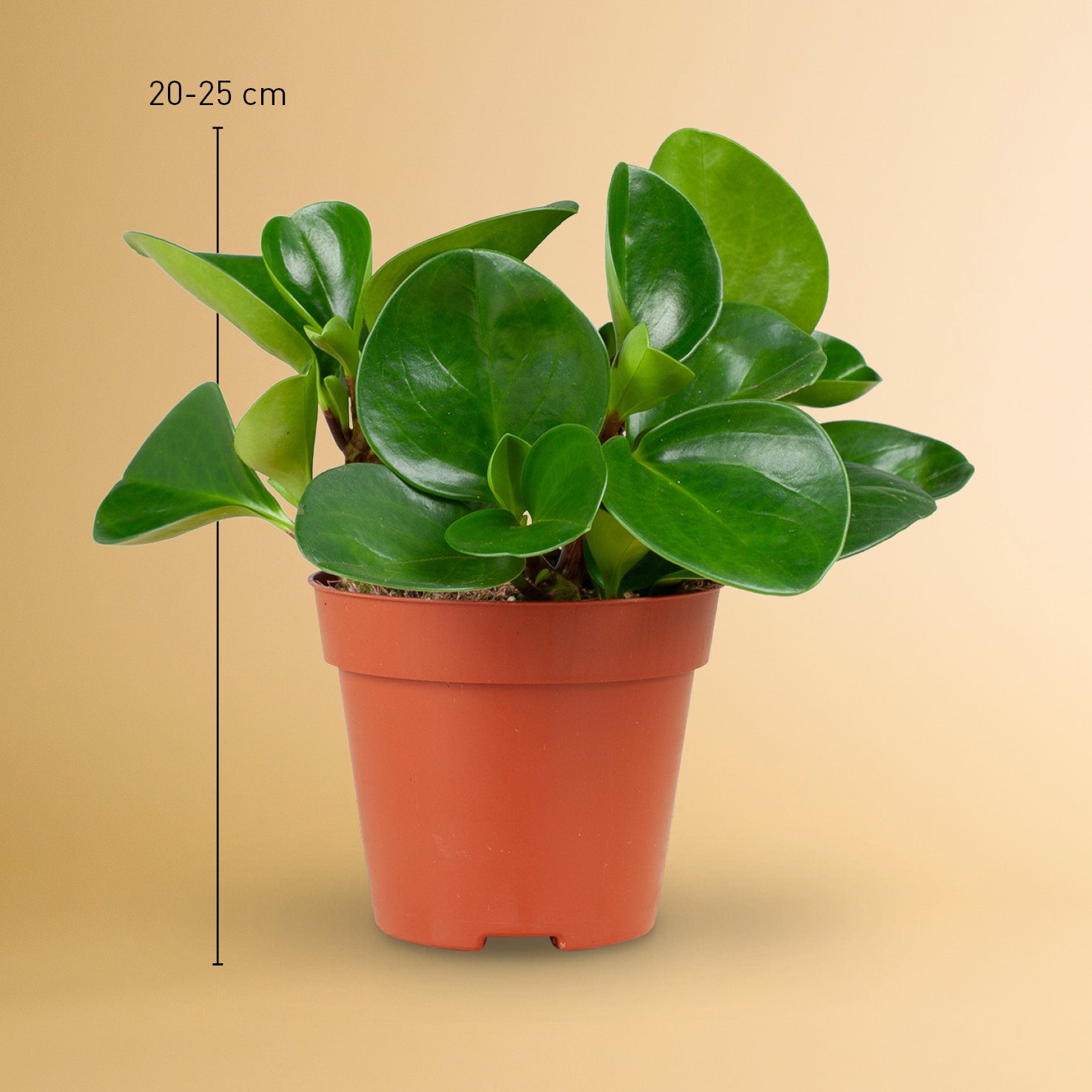 Größe der Peperomia obtusifolia  'Greengold' als Zimmerpflanze