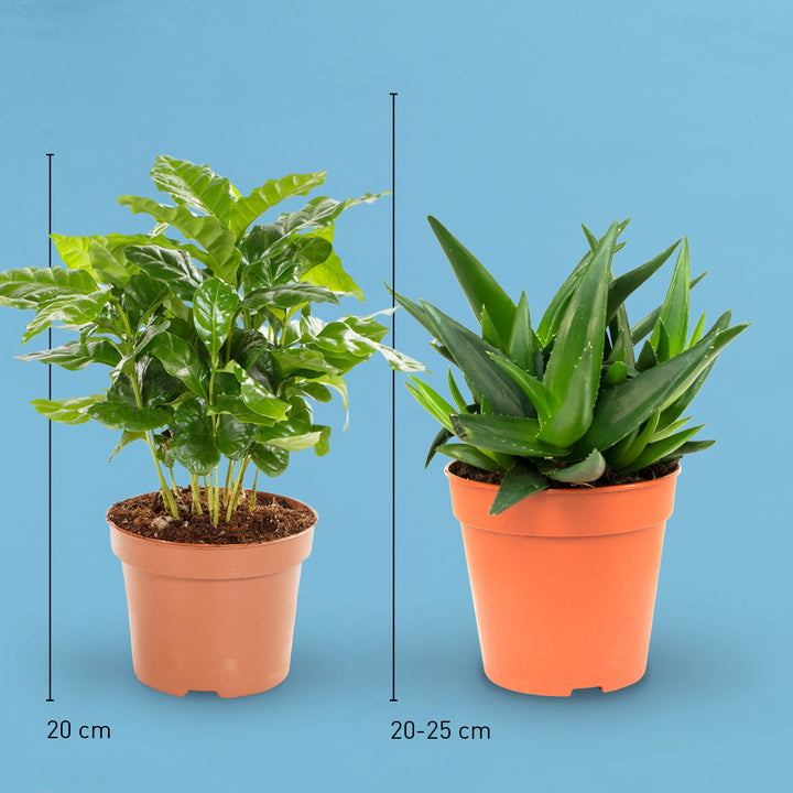 Größe der pflegeleichten Zimmerpflanzen