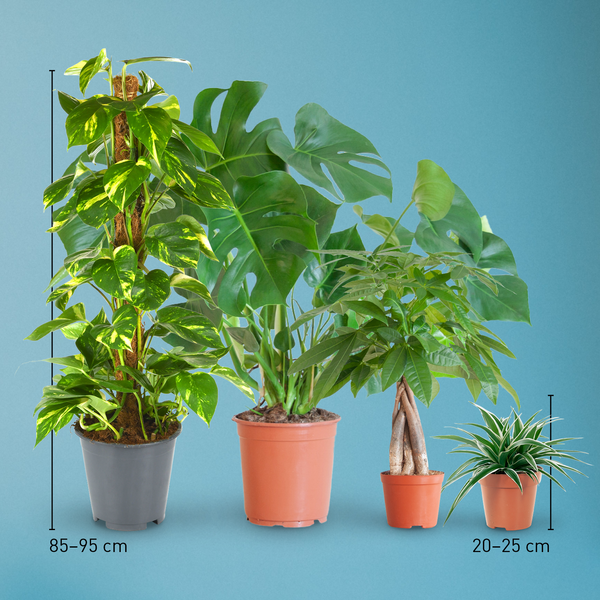 Größe der pflegeleichten Zimmerpflanzen