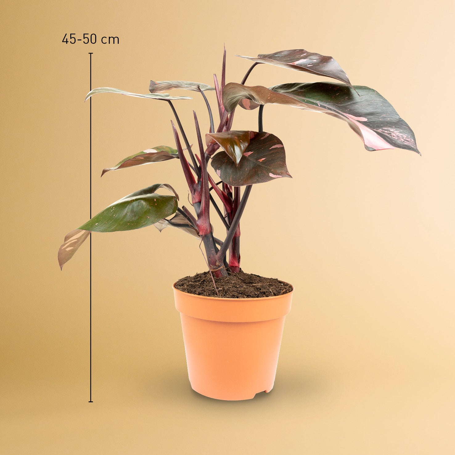 philodendron pink princess standort Philodendron 'Pink Princess' kaufen