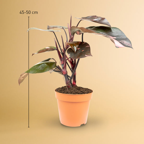 Größe des Philodendron 'Pink Princess' als Zimmerpflanze