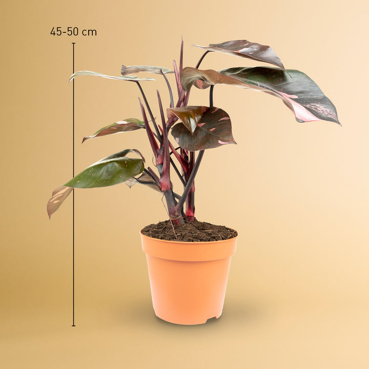 Philodendron 'Pink Princess' kaufen