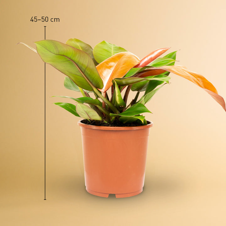Größe des Philodendron 'Prince of Orange' als Zimmerpflanze