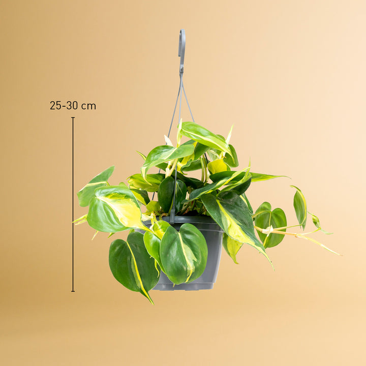 Größe des Philodendron scandens 'Brasil' als Zimmerpflanze