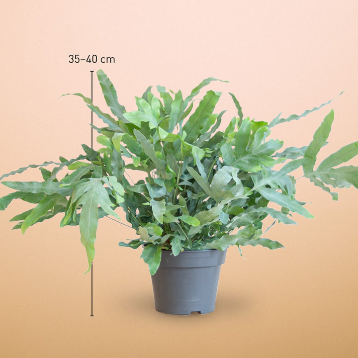 Größe des Phlebodium aureum 'Blue Star' als Zimmerpflanze