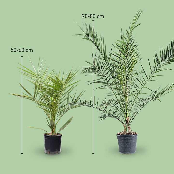 Größe der Phoenix canariensis