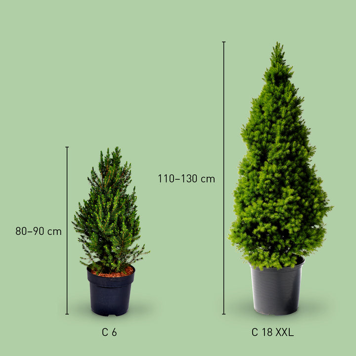 Größe der Picea glauca 'Conica'