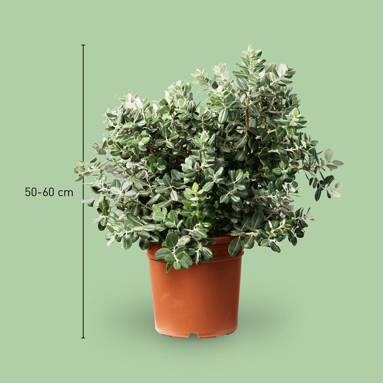 Größe eines Eisenholzbaums Pohutukawa